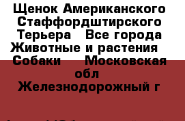 Щенок Американского Стаффордштирского Терьера - Все города Животные и растения » Собаки   . Московская обл.,Железнодорожный г.